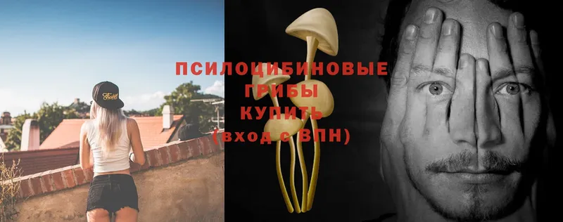 Псилоцибиновые грибы Psilocybe  Верхний Тагил 